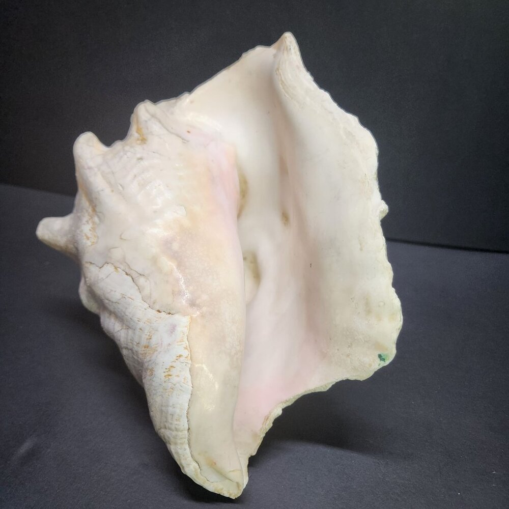 Queen Conch Shell Pink Large 7'' Decorative Seashell Nautical Display